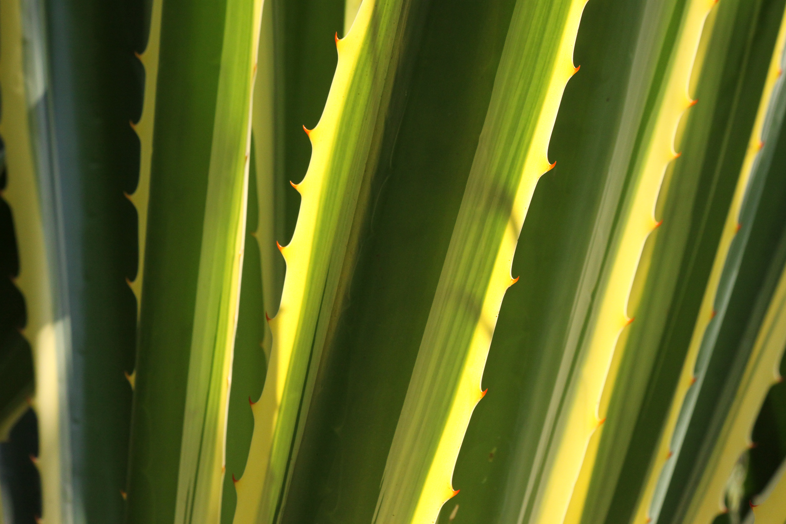 Agave