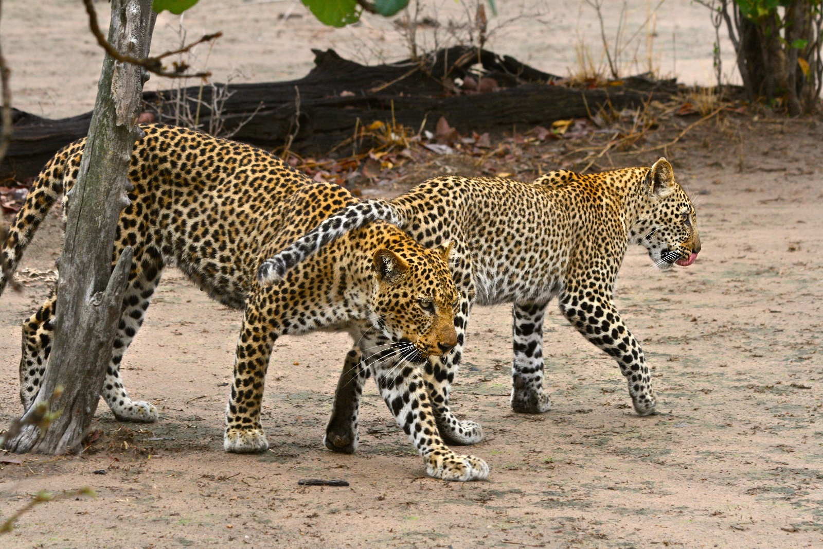 Leopards
